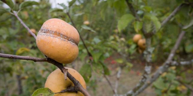 dans-les-vergers-de-pommes-du-loir-et-cher,-une-recolte-reduite-par-les-attaques-du-puceron-mauve