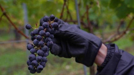 pesticides-:-des-algues-pour-proteger-les-vignes